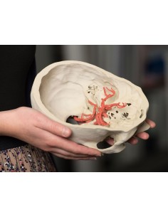 Polígono de Willis (círculo... 2