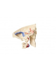 Modelo anatómico del hueso...