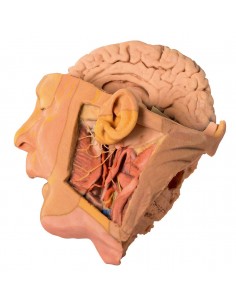 Disección de cabeza y...