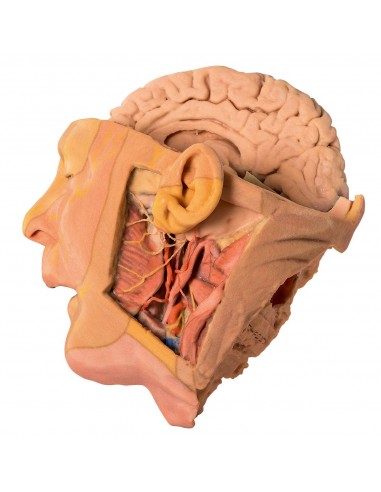Disección de cabeza y cuello - Erler... Disección de cabeza y cuello - Erler...