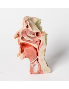 Disección facial profunda,... 2