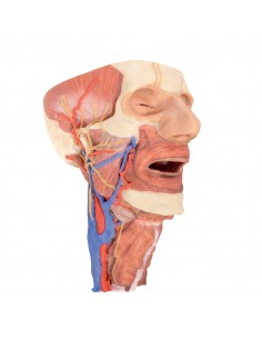 Cabeza y columna visceral...