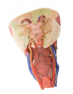 Cabeza y columna visceral... 2