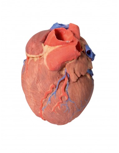 Corazón completo  - Erler Zimmer 3D... Corazón completo  - Erler Zimmer 3D...