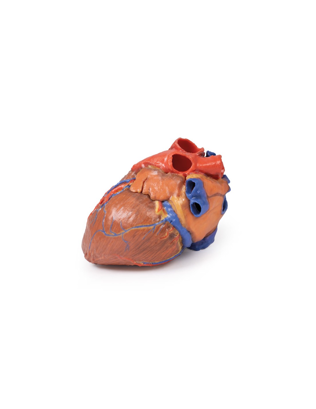 Corazón completo  - Erler Zimmer 3D... Corazón completo  - Erler Zimmer 3D...