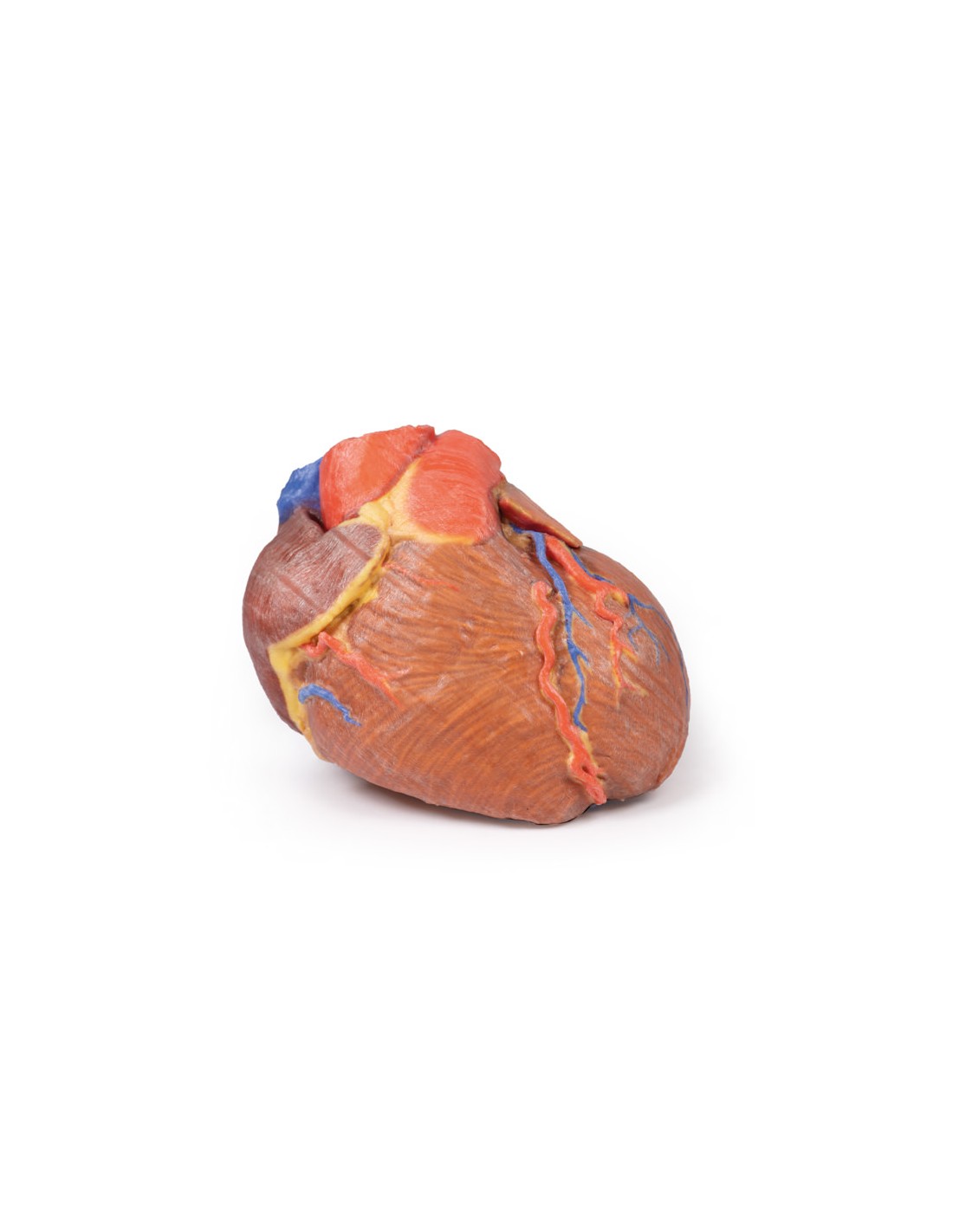 Corazón completo  - Erler Zimmer 3D... Corazón completo  - Erler Zimmer 3D...