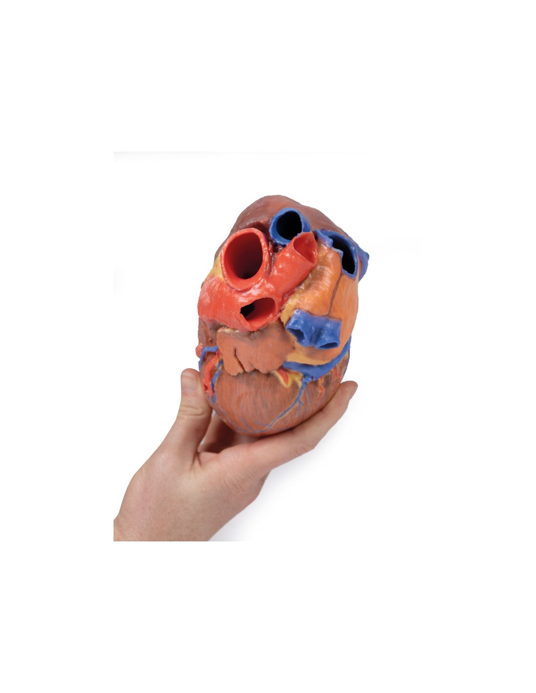 Corazón completo  - Erler Zimmer 3D... Corazón completo  - Erler Zimmer 3D...