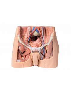 Disección de Pelvis...