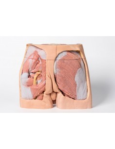 Disección de Pelvis... 2