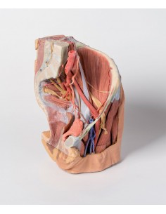 Pelvis izquierda femenina y... 2