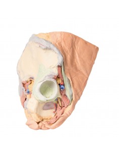 Pelvis derecha femenina:...