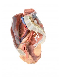 Disección de la pelvis...