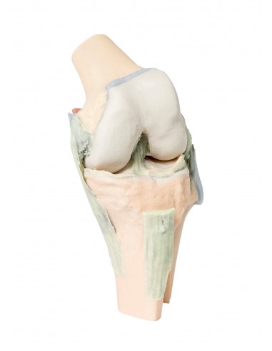 Articulación de la rodilla,... Articulación de la rodilla,...