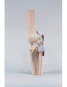 Articulación de la rodilla,... 2