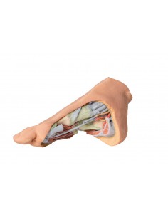 Estructura plantar profunda... 2