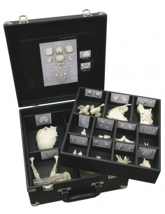 Cráneo desmontado para...