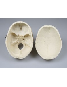 Modelo anatómico de lujo de...