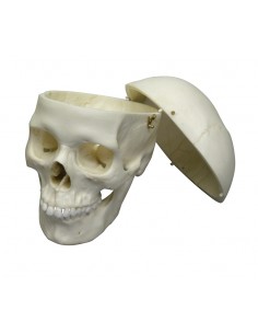 Modelo anatómico de lujo de... 2