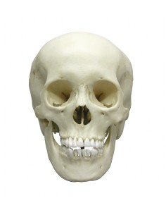 Modelo anatómico de lujo de...