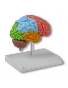 Modelo anatómico de la...