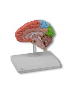 Modelo anatómico de la... 2