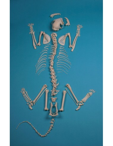 Esqueleto de gato, ensamblado Erler...