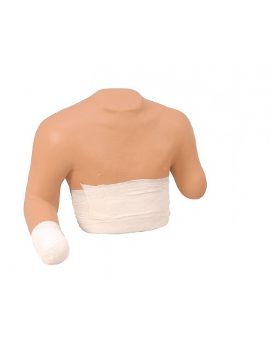 Torso humano para simulaciones de... Torso humano para simulaciones de...