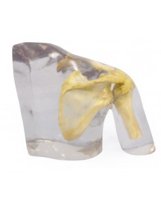 Simulador para radiología... 2