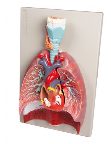 Modelo anatómico de pulmones, corazón... Modelo anatómico de pulmones, corazón...