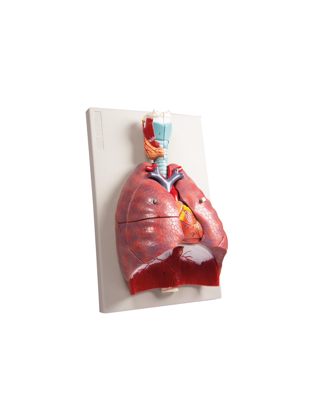 Modelo anatómico de pulmones, corazón... Modelo anatómico de pulmones, corazón...