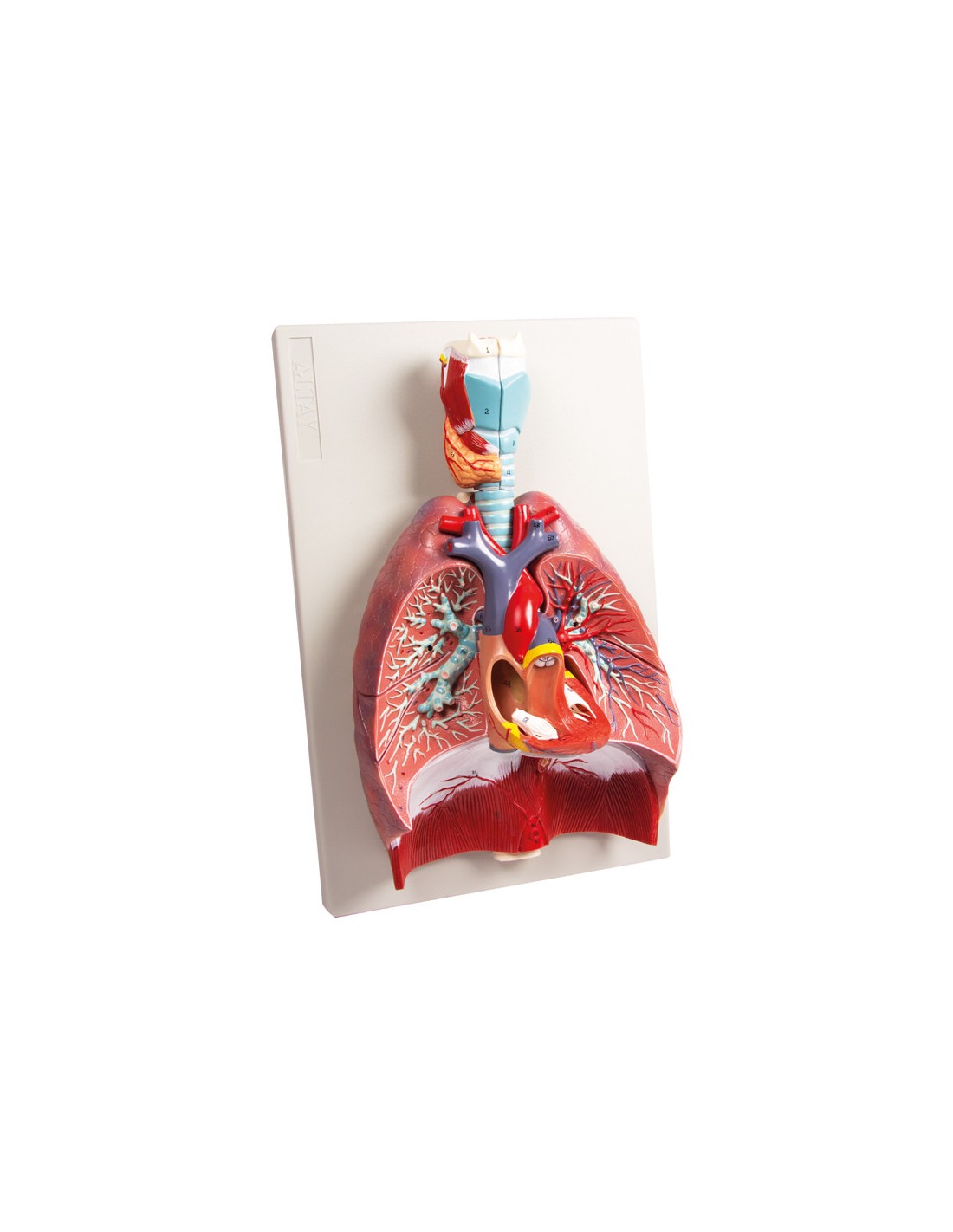 Modelo anatómico de pulmones, corazón... Modelo anatómico de pulmones, corazón...