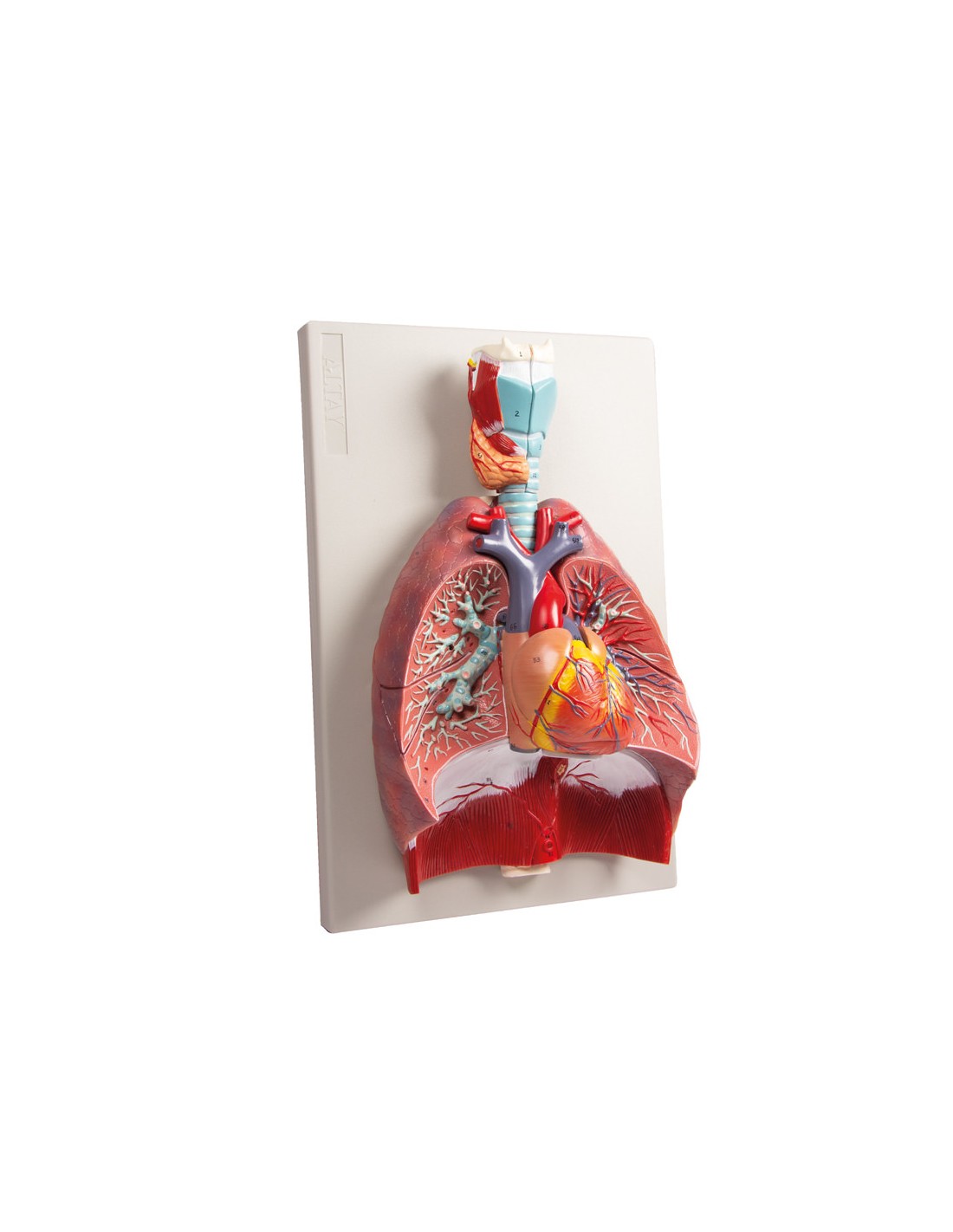 Modelo anatómico de pulmones, corazón... Modelo anatómico de pulmones, corazón...