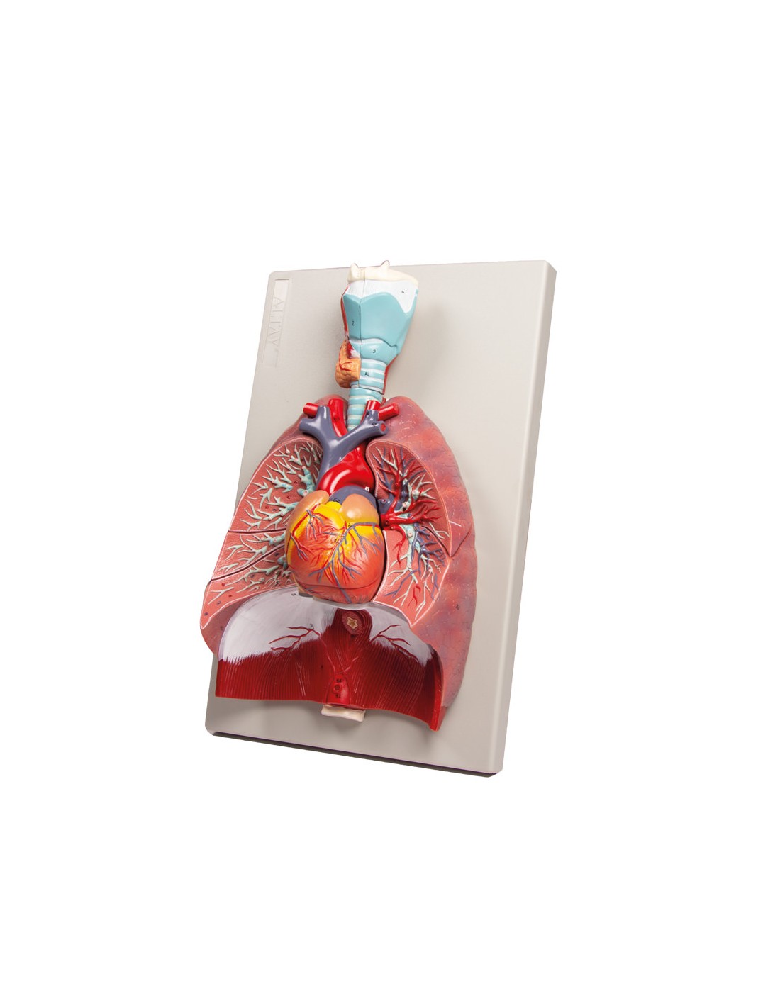 Modelo anatómico de pulmones, corazón... Modelo anatómico de pulmones, corazón...