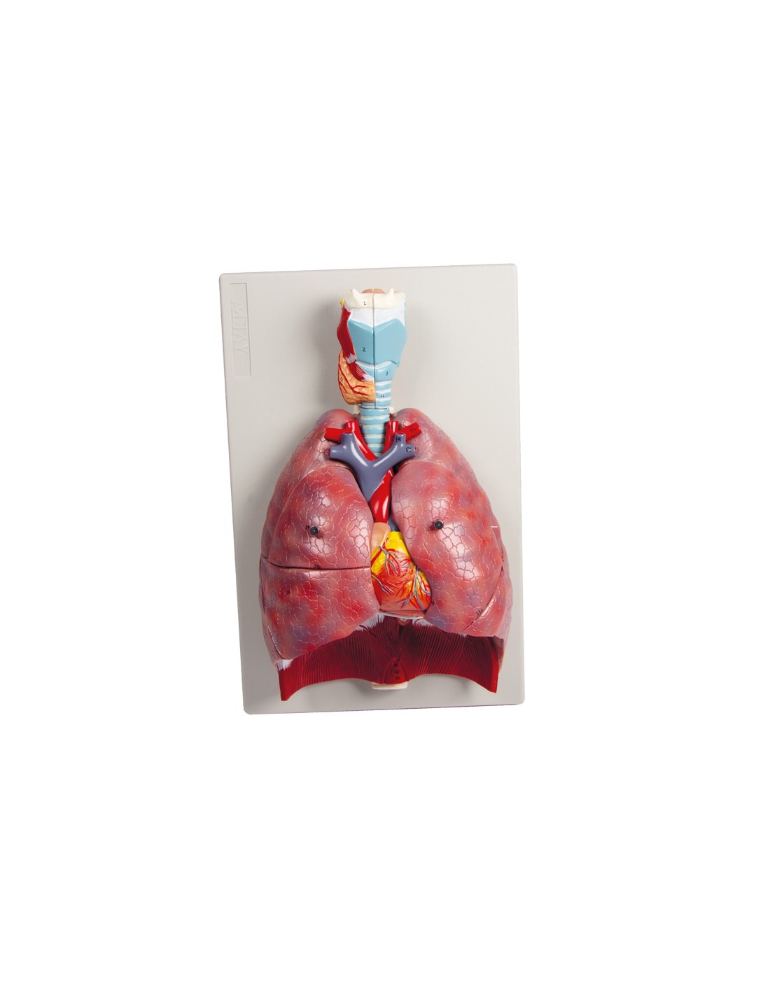 Modelo anatómico de pulmones, corazón... Modelo anatómico de pulmones, corazón...