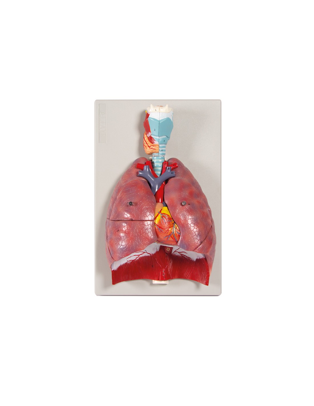 Modelo anatómico de pulmones, corazón... Modelo anatómico de pulmones, corazón...