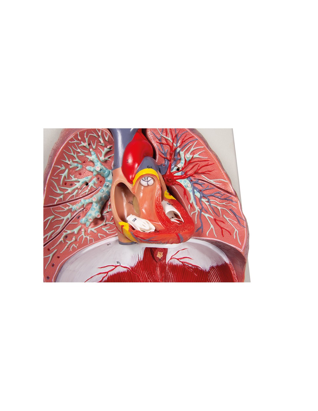 Modelo anatómico de pulmones, corazón... Modelo anatómico de pulmones, corazón...