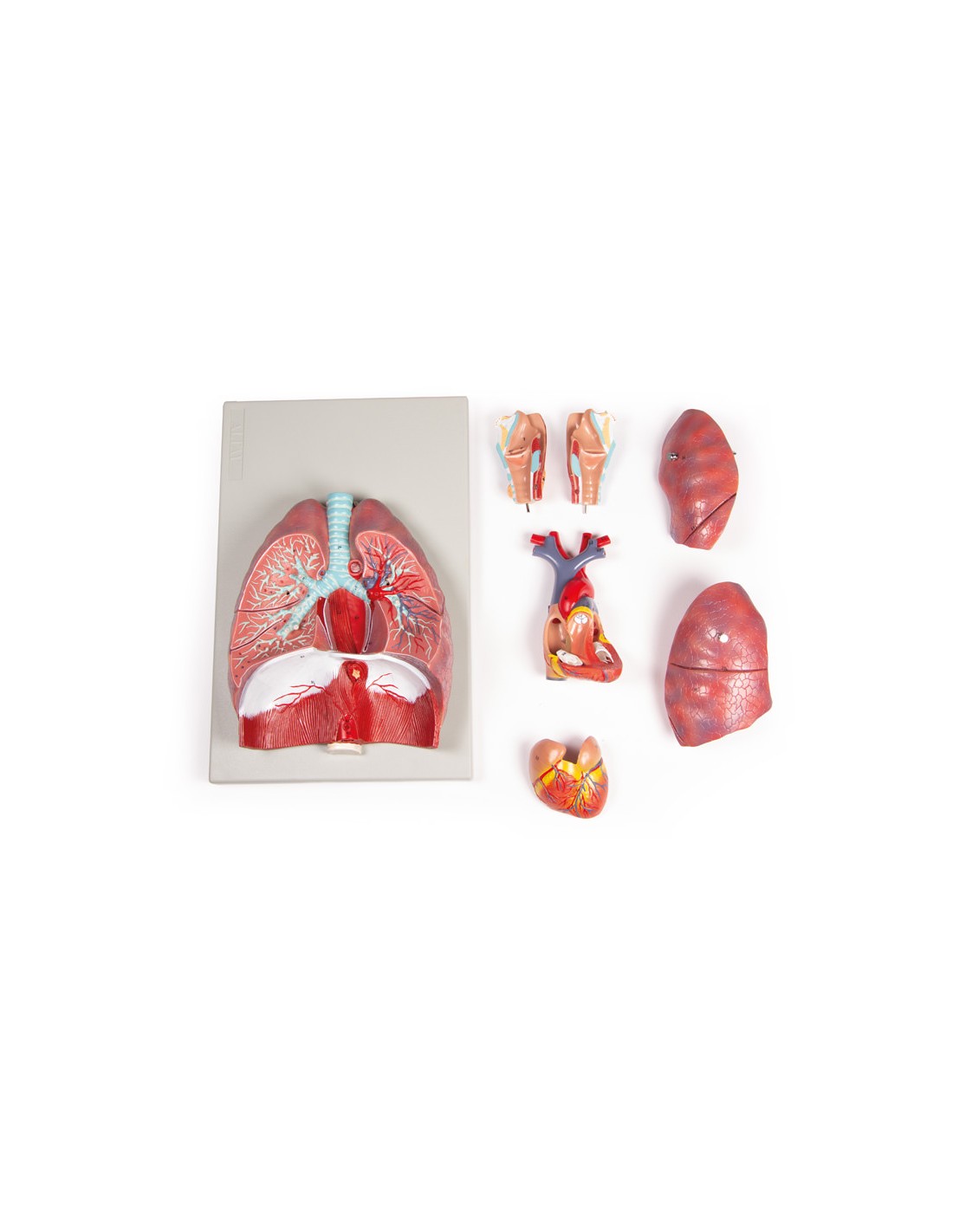 Modelo anatómico de pulmones, corazón... Modelo anatómico de pulmones, corazón...
