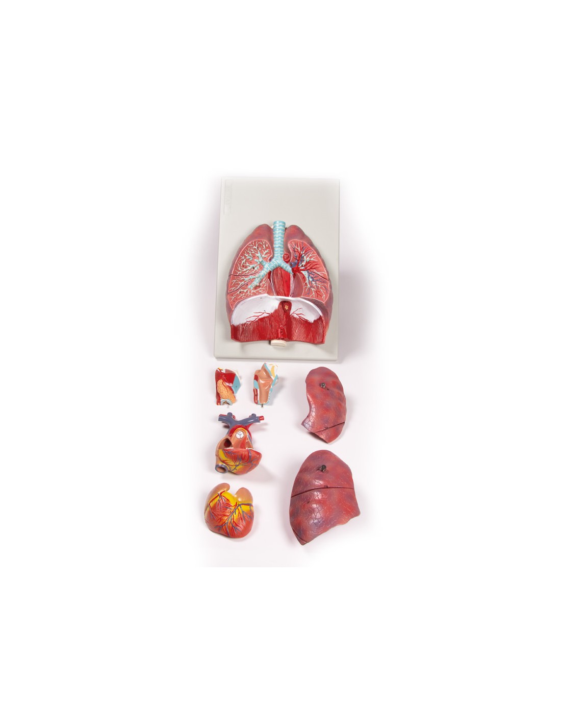 Modelo anatómico de pulmones, corazón... Modelo anatómico de pulmones, corazón...