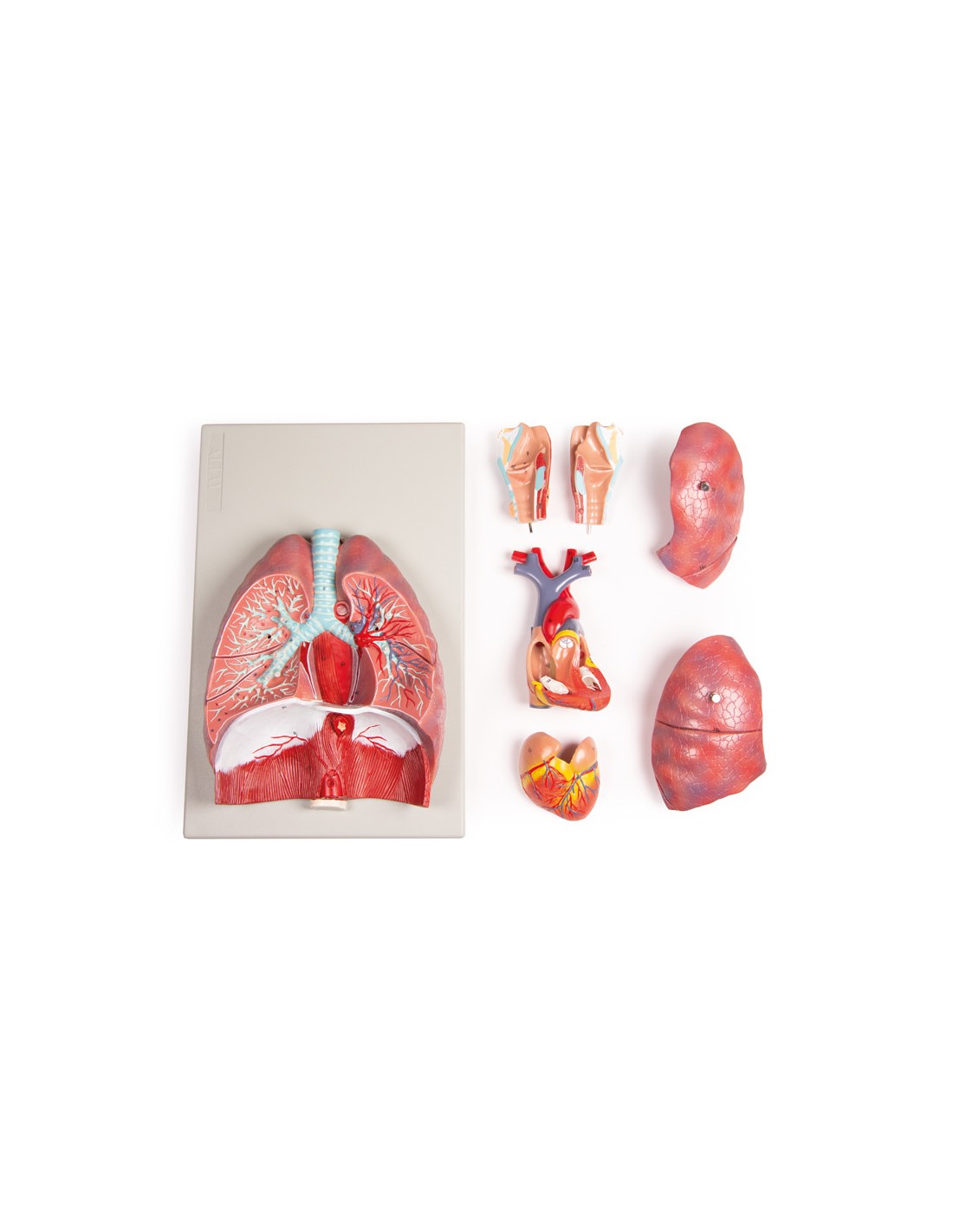Modelo anatómico de pulmones, corazón... Modelo anatómico de pulmones, corazón...