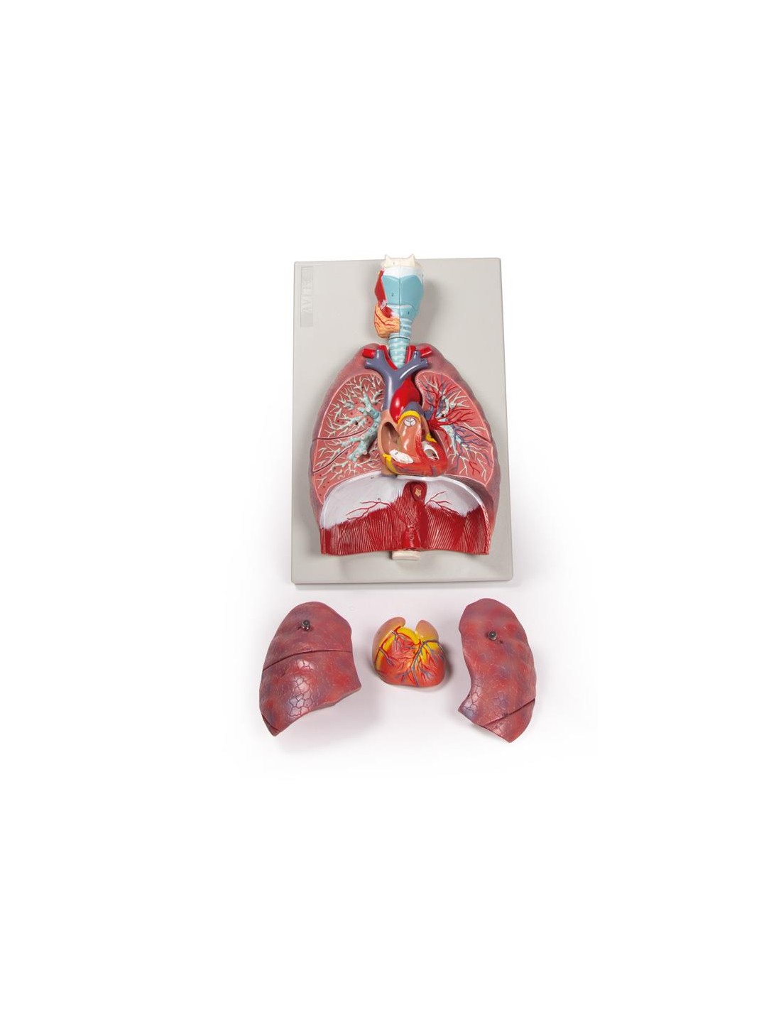 Modelo anatómico de pulmones, corazón... Modelo anatómico de pulmones, corazón...