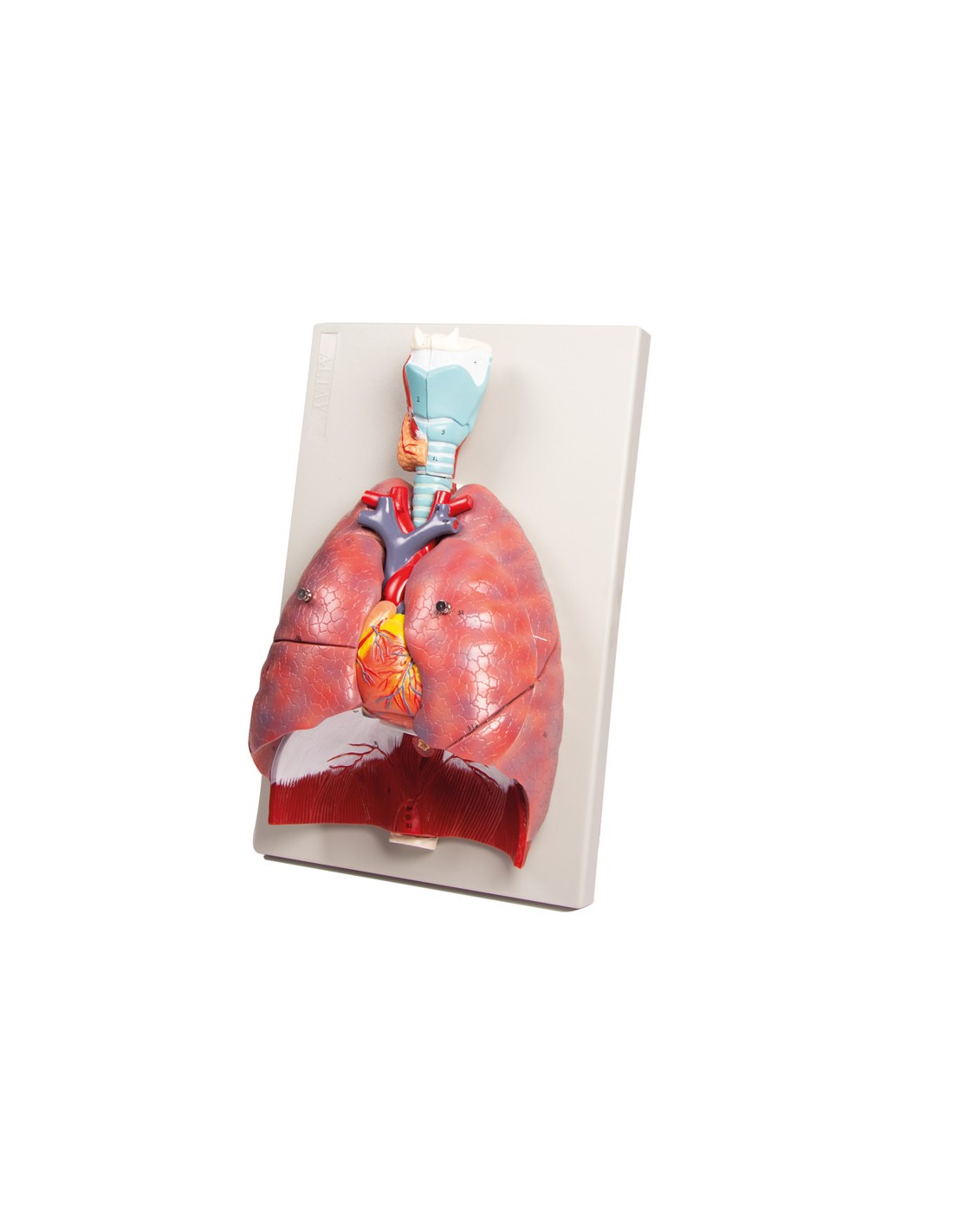 Modelo anatómico de pulmones, corazón... Modelo anatómico de pulmones, corazón...