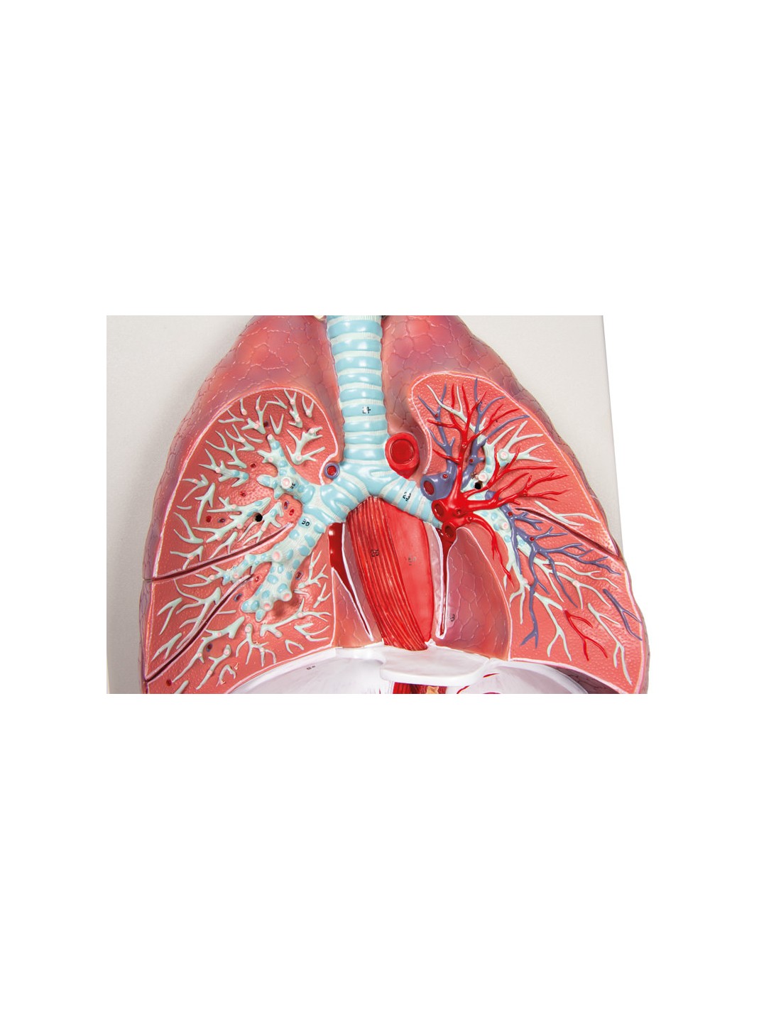 Modelo anatómico de pulmones, corazón... Modelo anatómico de pulmones, corazón...