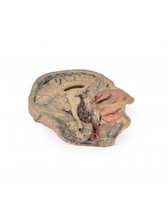 Sección sagital de la...