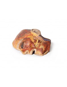 Nervios faciales... 2