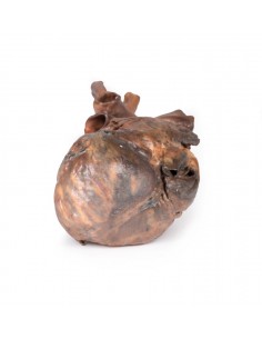 Disección del corazón... 2