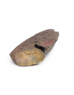 Sección de pulmón, sin... 2