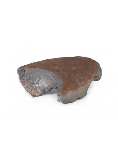 Disección del hilio... 2