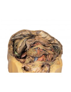 Disección abdominal con... 2