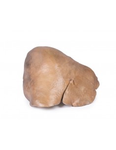 Hígado con vasos y vesícula... 2