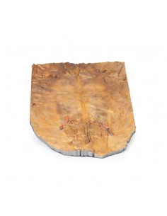 Pared abdominal interna -...